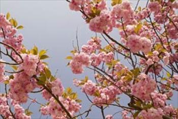 گلدهی درختان پسته (flowering)